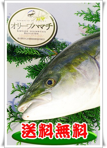 オリーブハマチの通販。お取り寄せサイト。新鮮市場【産直あきんど】