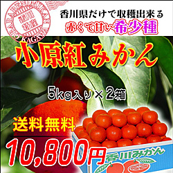 送料無料！小原紅みかんの通信販売店！